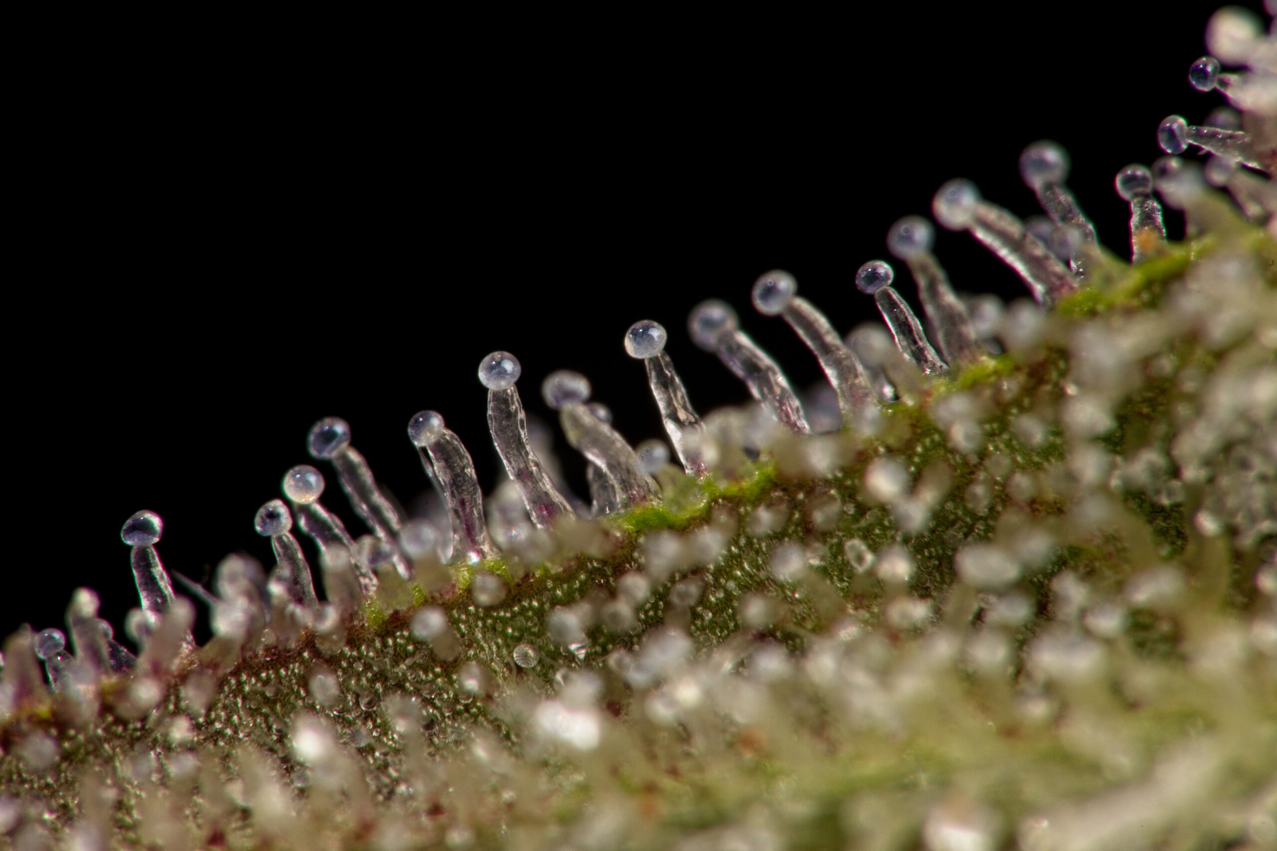 Macro close-up of cannabis trichomes showing resin glands used in solventless hash production.