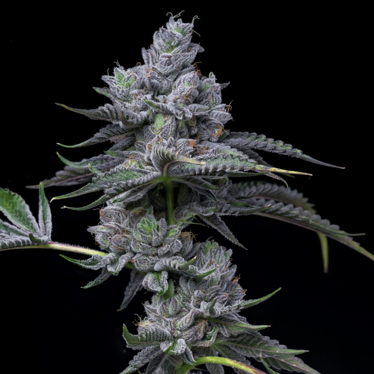 Indoor-grown cannabis flower showing strong trichome coverage from genetics suited for solventless hash washing.